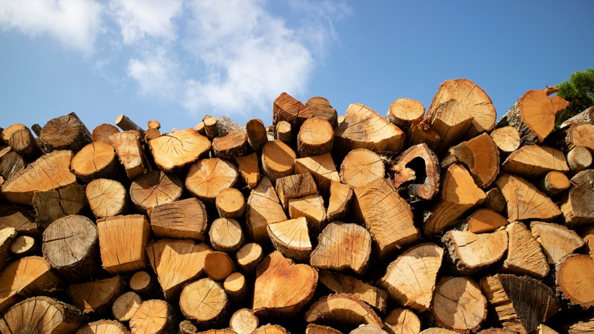 Безоплатні дрова отримали нужденні мешканці Білопільської та Юнаківської громад